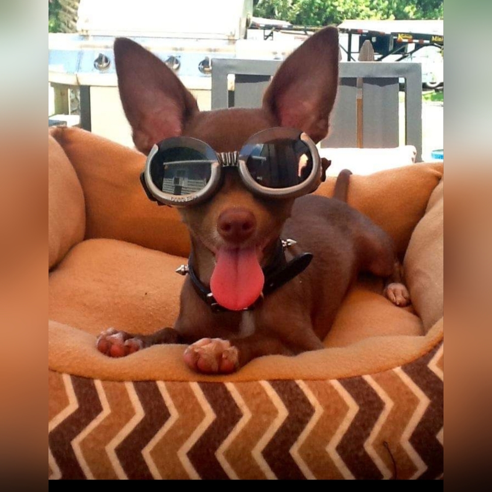 Doggles ILS  protective eyewear for dogs